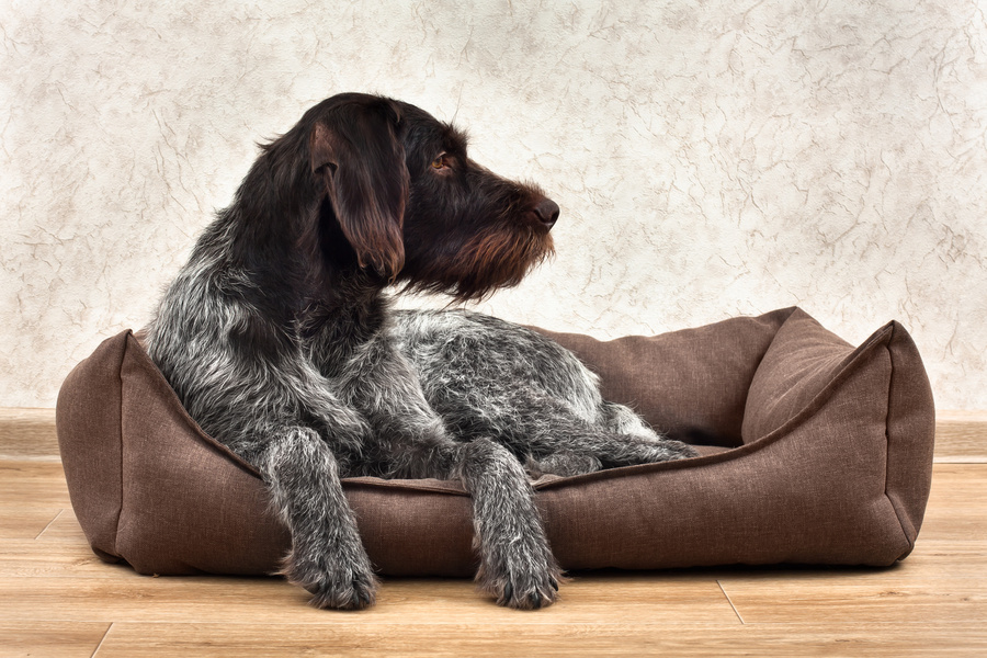 the hunting dog lying in a dog bed